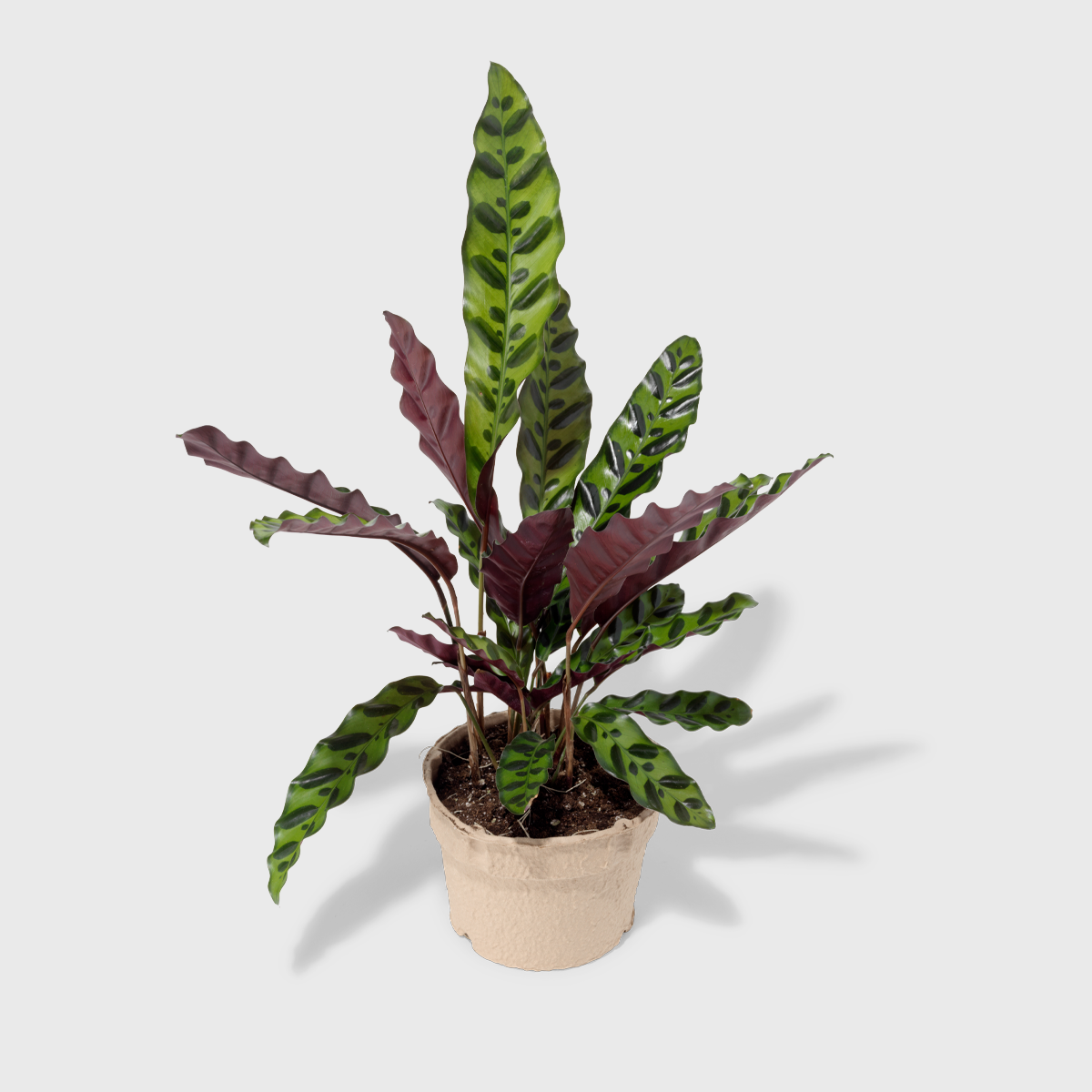 Rattlesnake Plant (Calathea Lancifolia) | Beautifully Patterned Indoor ...