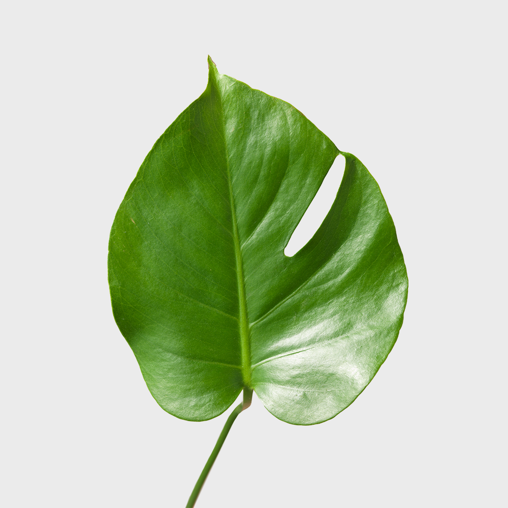 Monstera outlet Leaf