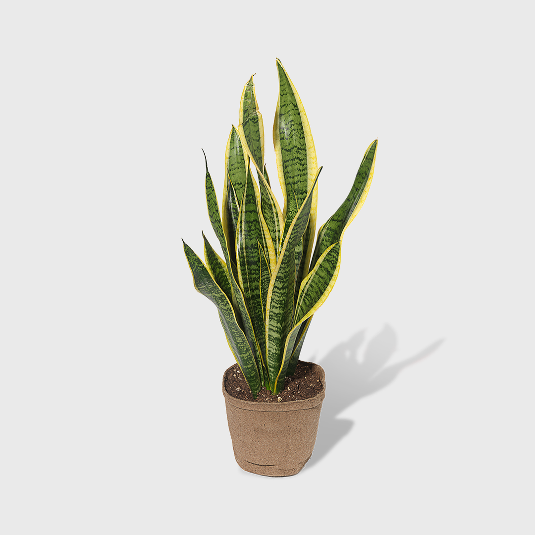 Variegated Snake Plant 6'' – Public Goods